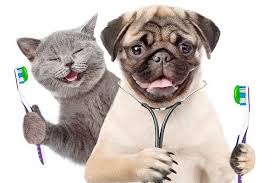 Oral Pet Care